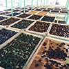 Dried fruit production in Armenia